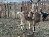 Goat, Alpine goat — photo 2