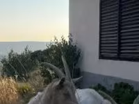 Chèvre, Saanen goat — photo 4