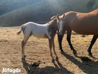 Pastuv, Appaloosa — fotografija 2