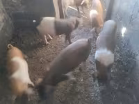 Porcs (lot, sexe non indiqué) — photo 2