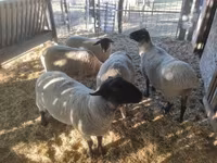 Qoʻchqor, White Suffolk sheep — 5-rasm