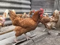 Chickens — foto 2