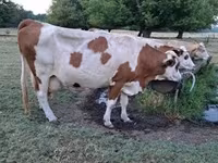 雌牛, Simmental cattle — 写真 1