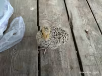 Quails — 写真 1