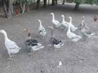 Geese — الصورة 4