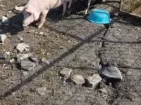 Eber, Schweine — Foto 6
