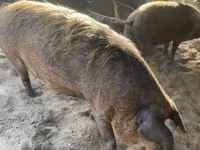 Schweine (Partie, Geschlecht nicht angegeben), Мангалица — Foto 4