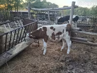 公牛, Simmental cattle — 照片 4