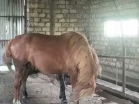 Pastuv, Kustanai horse — fotografija 4