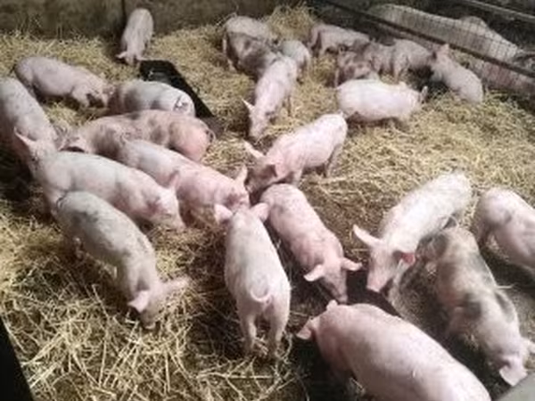 Locha,  — Węgry