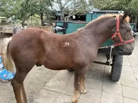 Cheval, Hungarian horse breed — photo 1