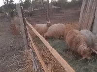 Қошқар, Racka sheep — 2-сурет