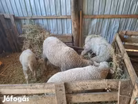 公羊, Sheep — 照片 1