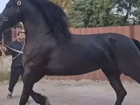 Kobila, Friesian — fotografija 1