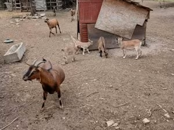Cabro, Cabras