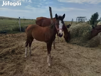 Stute, Hungarian horse breed — Foto 1