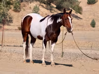 Pastuv, National Show Horse — fotografija 2