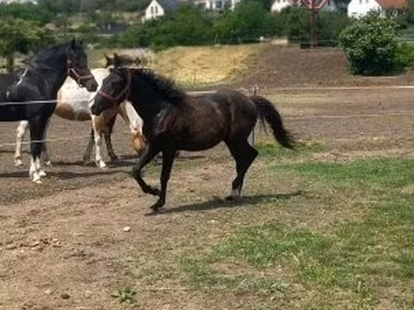 Caballo, Hucul pony