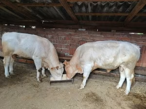 Bull, Charolais cattle
