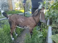 Cabra, Beetal goats — foto 1