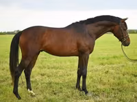 Cavalo, Thoroughbred horse — foto 2