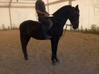 Égua, Hungarian horse breed — foto 3