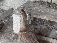 Domestic Muscovy — photo 3