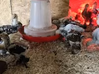 براهما — الصورة 5
