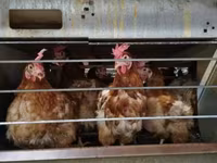 Chickens — الصورة 2