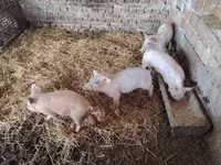 Świnie (partia, płeć nieokreślona), Świnie — zdjęcie 3