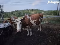 Bik, Simmental cattle — fotografija 2