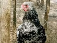 Brahma — Foto 1