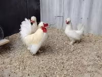 Chickens — photo 3