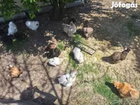 Chickens — 照片 2