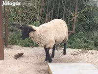 Ovan, White Suffolk sheep — fotografija 1