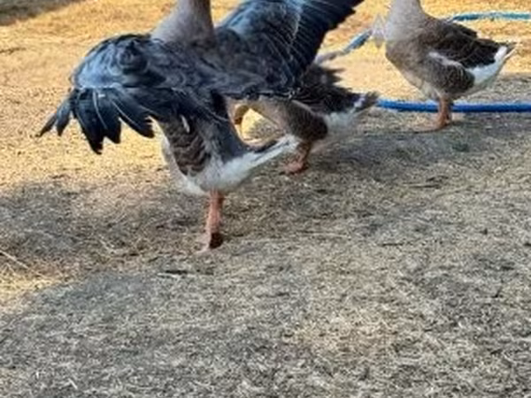 Geese — Hungria