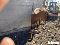 母山羊, Goats — 照片 1
