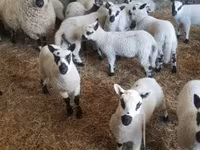 Qoʻchqor, Cerry Hill sheep — 3-rasm