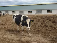 Vaca, Raça Jersey — foto 6