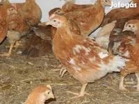 Chickens — 照片 1