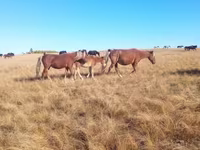 Kobyła, Horse breed — zdjęcie 1