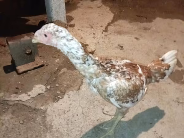 Chickens