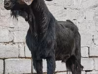 Jarac, Anatolian Black goats — fotografija 3