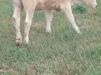 गाय, Charolais cattle — फ़ोटो 1