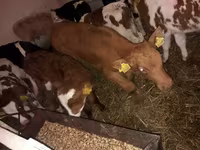 Byk, Simmental cattle — zdjęcie 2