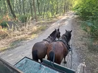 Horse (M), Horses — photo 6