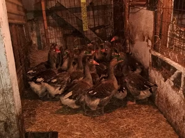 Geese — Węgry