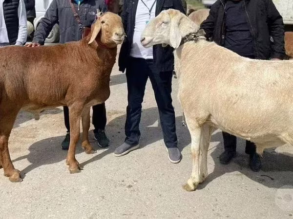 Ram, Sheep