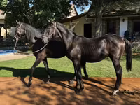 Cavalo, Nonius horse — foto 2