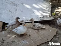 Ducks — 照片 3